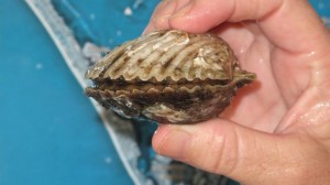 Sarasota Bay Watch, Scallop, Cannons Marina, Florida Boat Dealer, Longboat Key