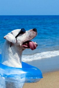 dog days of summer while fishing in florida