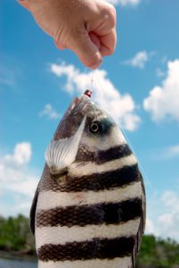 sheepshead caught winter fishing in tampa bay sheepshead caught winter fishing in tampa bay