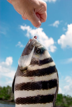 sheepshead-caught-winter-fishing-in-tampa-bay.jpg