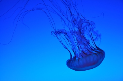jellyfish