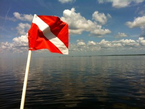 diver's flag while scalloping in steinhatchee