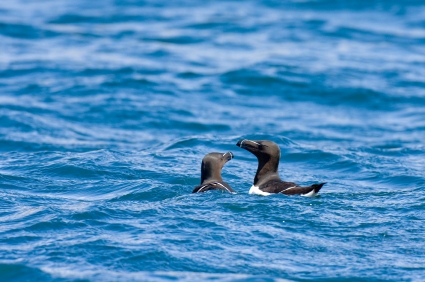 Razorbills swimming around Anna Maria Island