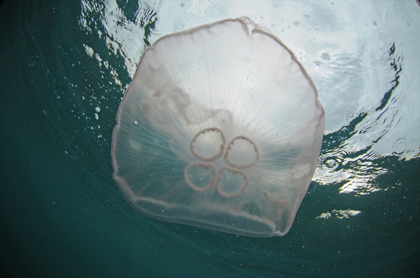 Moon jellyfish in gulf of mexico